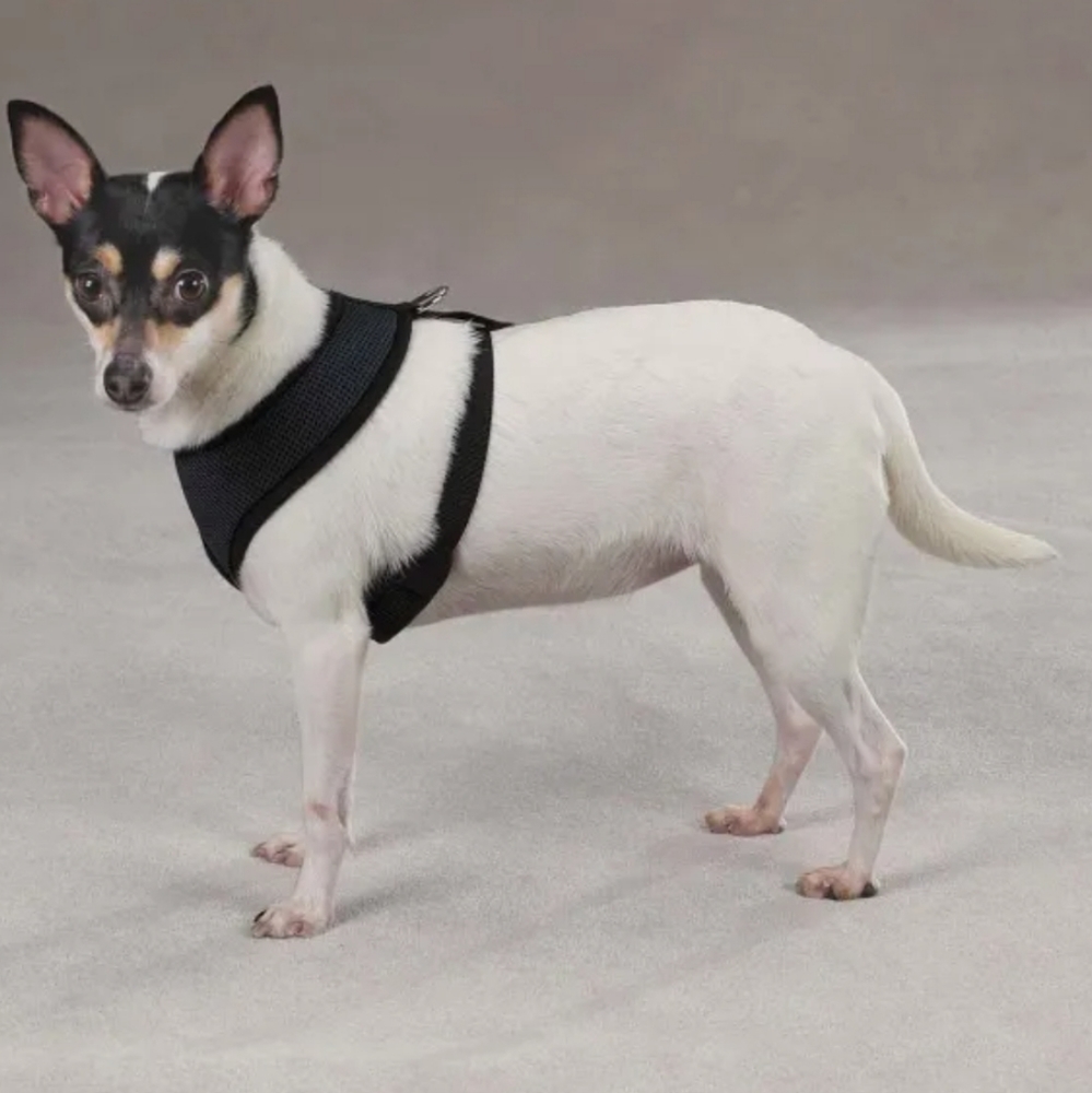 Casual Canine NWT Black Mesh Dog Harness Size Small (12"-17") 🐈